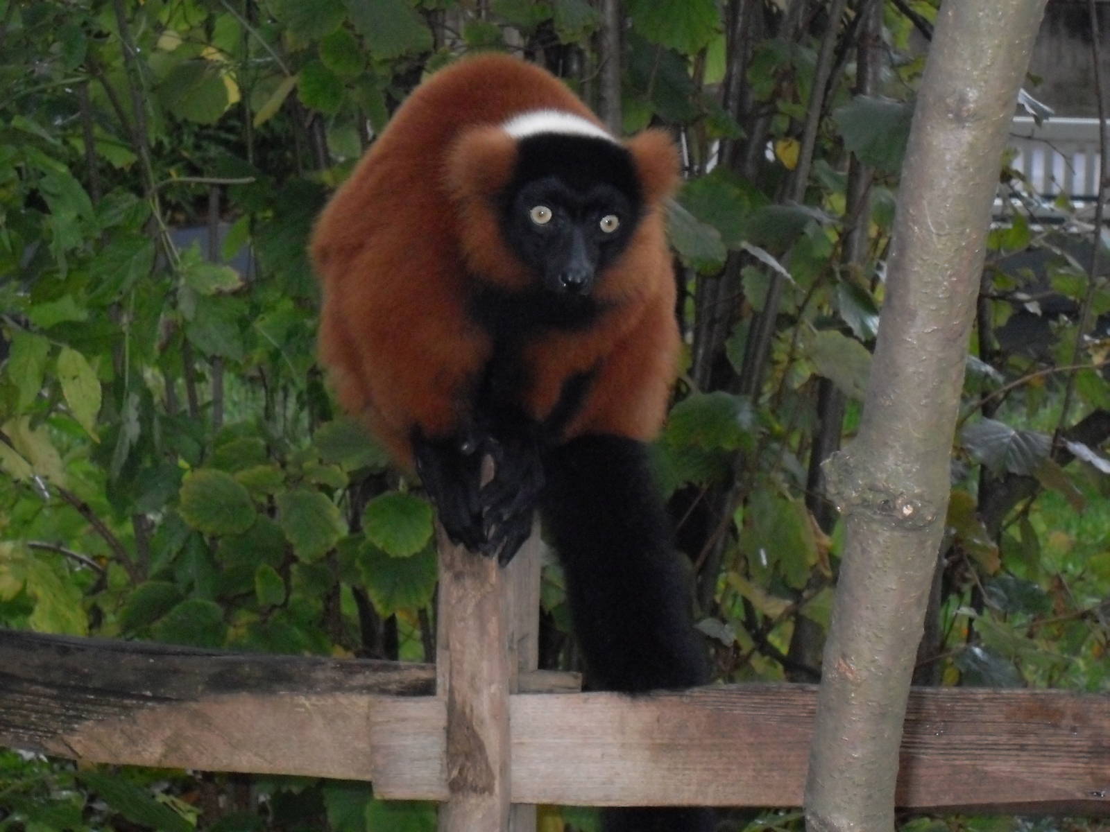 Red ruffed lemur 061110