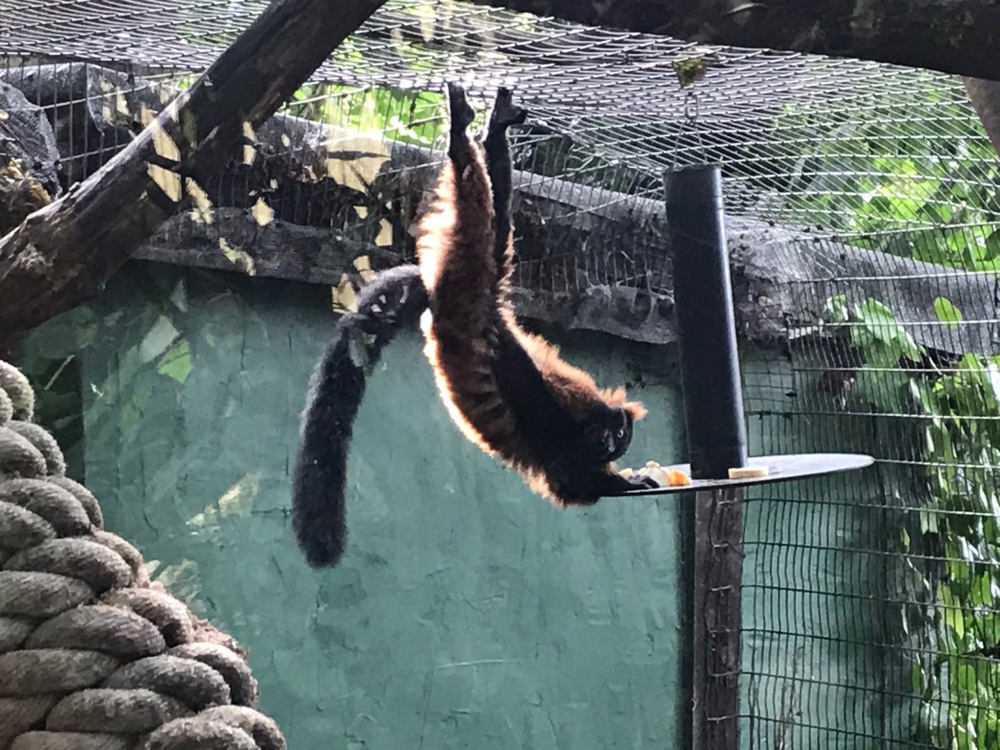 Red ruffed lemur 150918