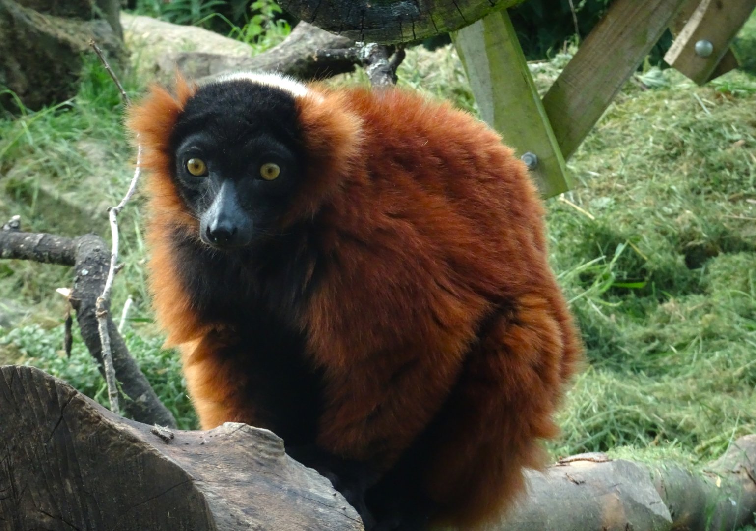 Red ruffed lemur 20 May 2025