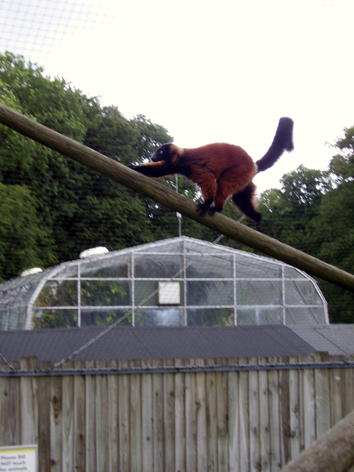Red Ruffed Lemur - 2008