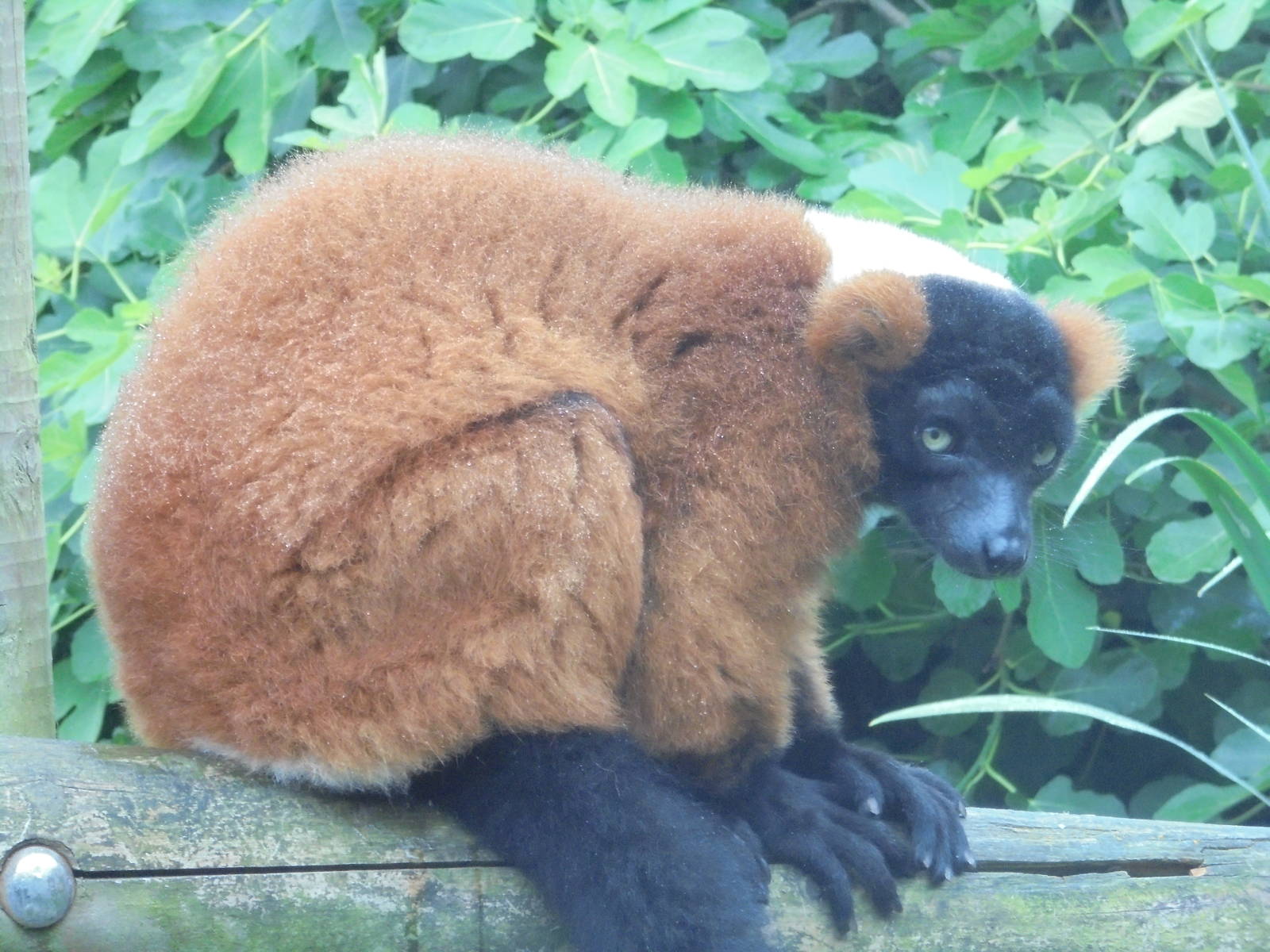 Red Ruffed Lemur 2015