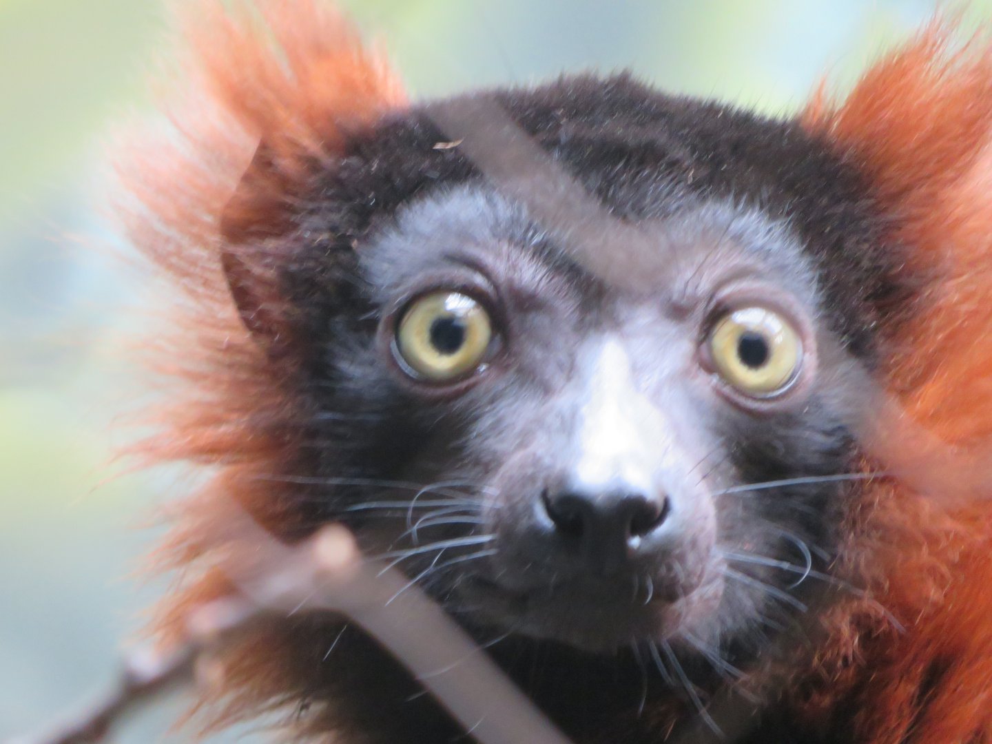 Red Ruffed Lemur (2019)