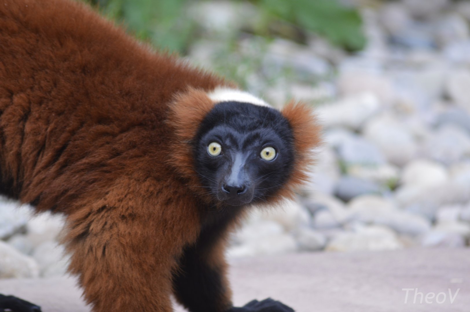 Red ruffed lemur [2019]