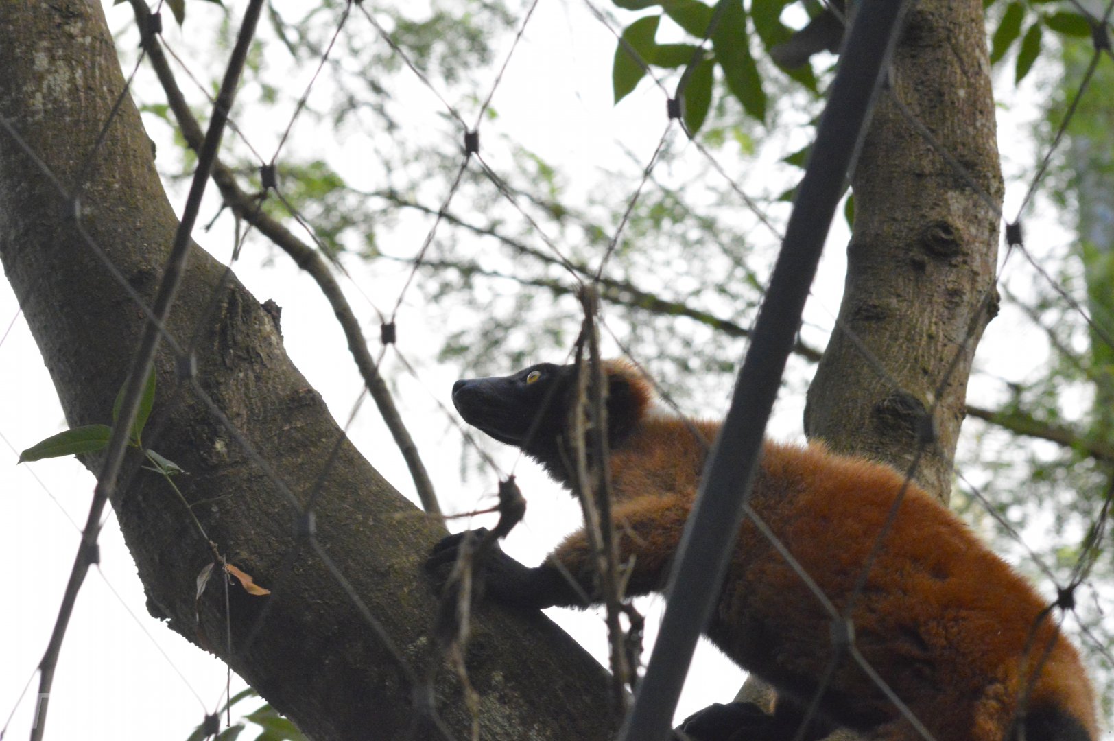 Red ruffed lemur [2020]