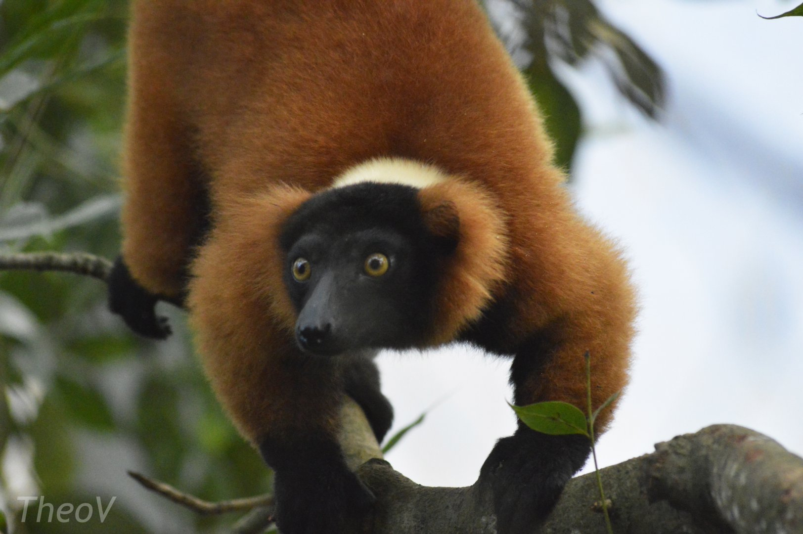 Red ruffed lemur [2020]