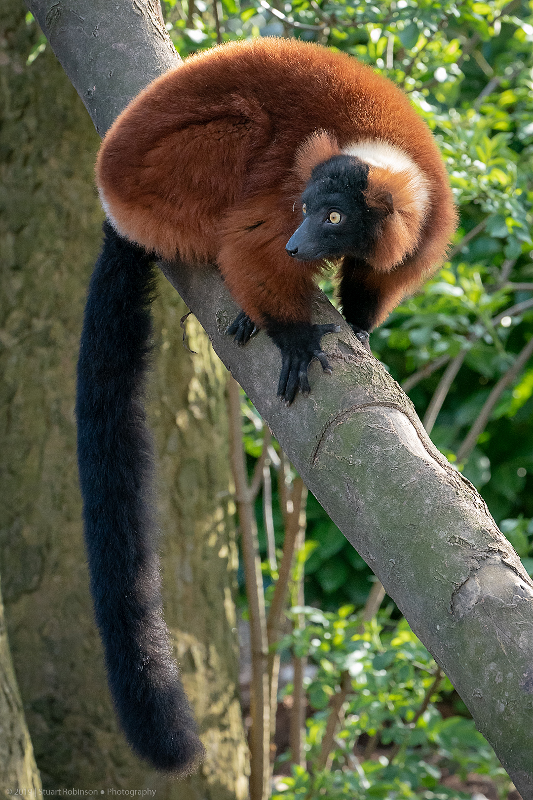 Red Ruffed Lemur - 26/03/2019