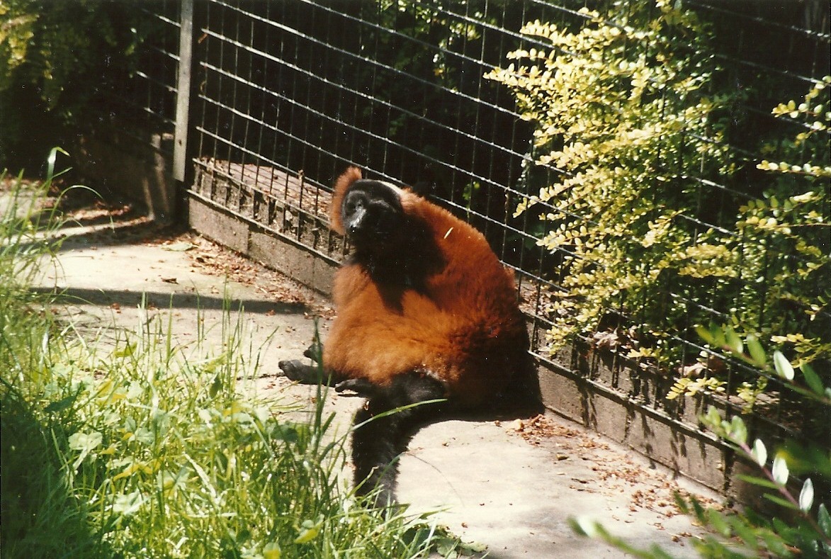Red Ruffed Lemur 8th June 1996