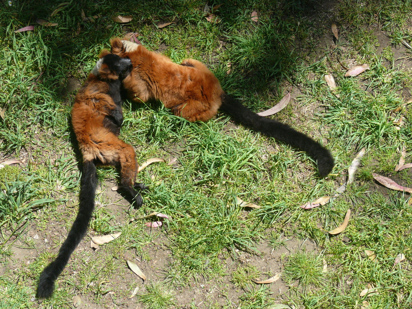Red Ruffed Lemur affection - July 8th 2023