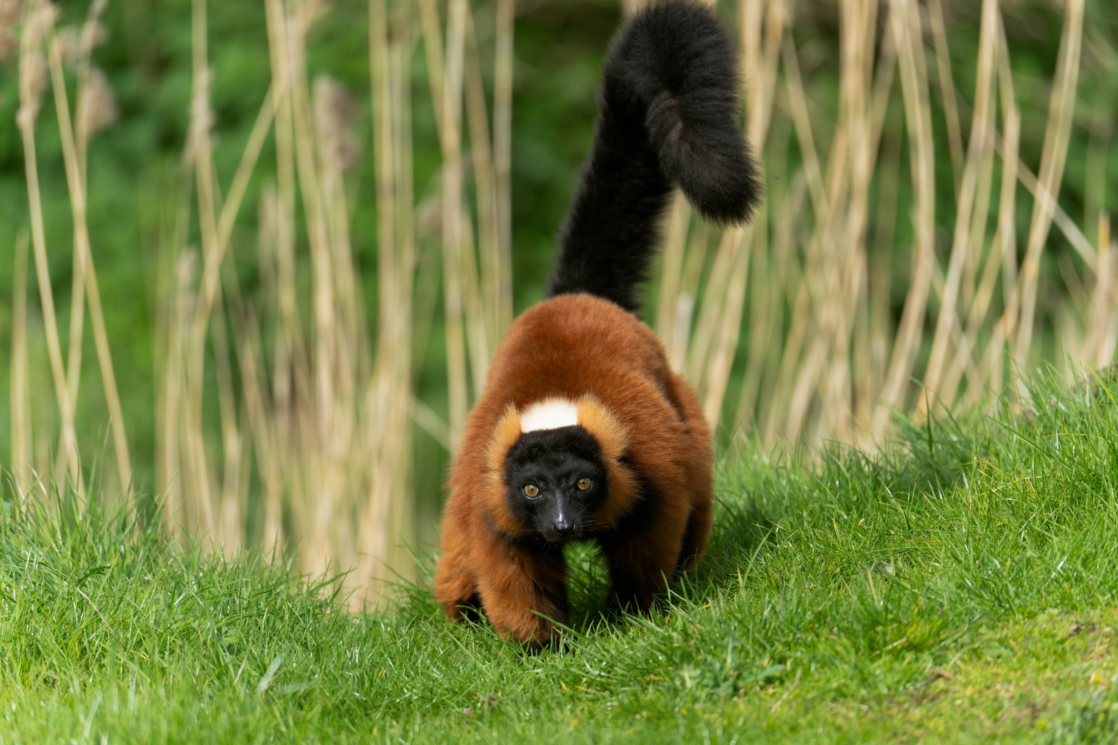 Red ruffed lemur, Africa Alive, UK