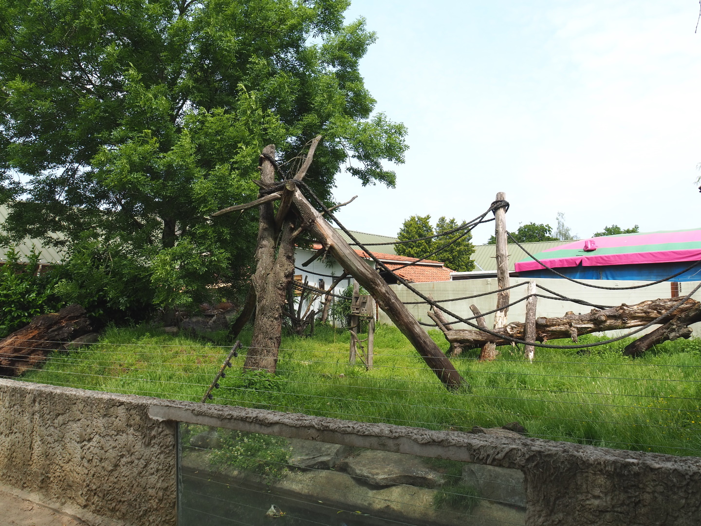 Red ruffed lemur and Asian small-clawed otter exhibit, 2021-06-15