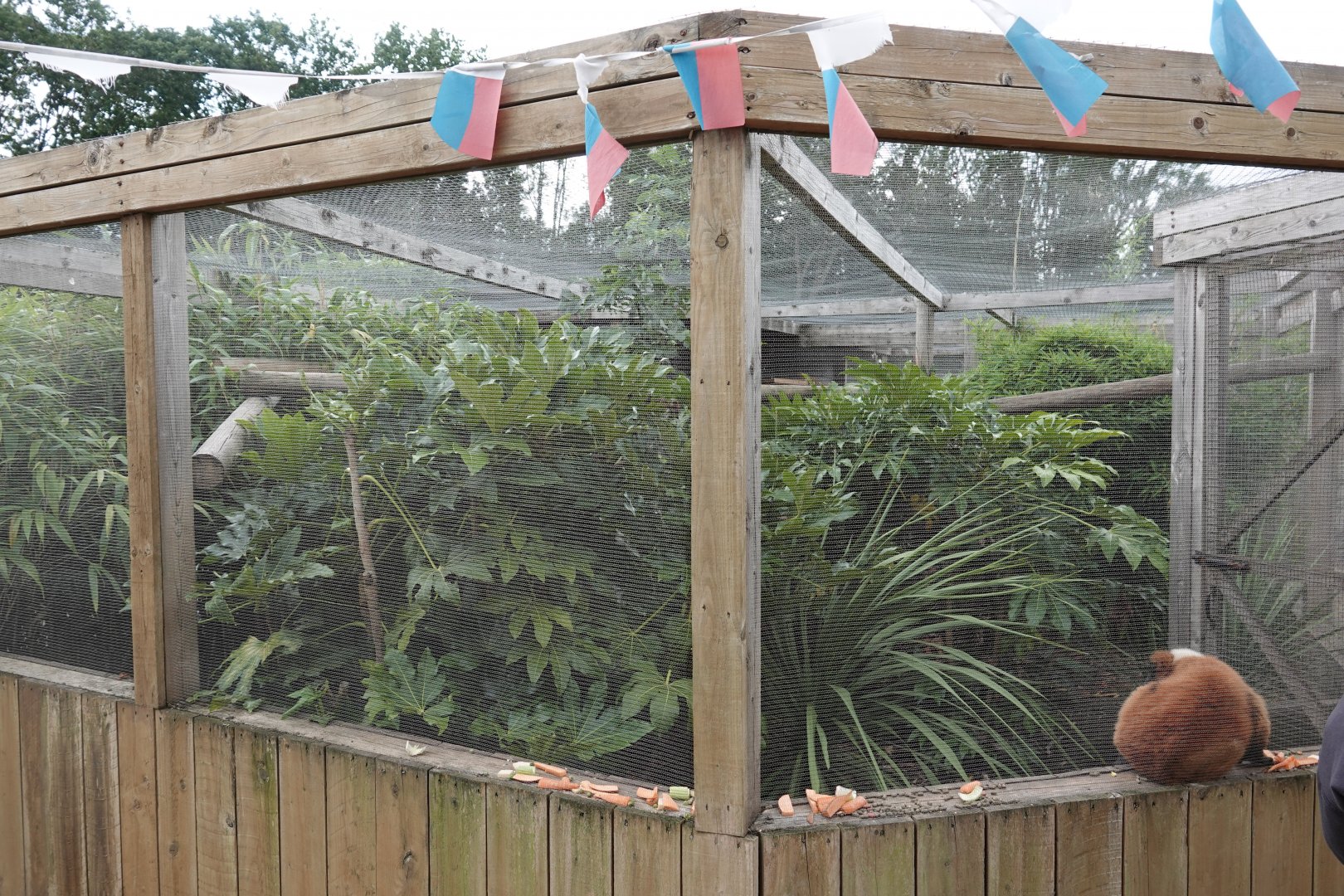 Red-ruffed lemur and mongoose lemur enclosure