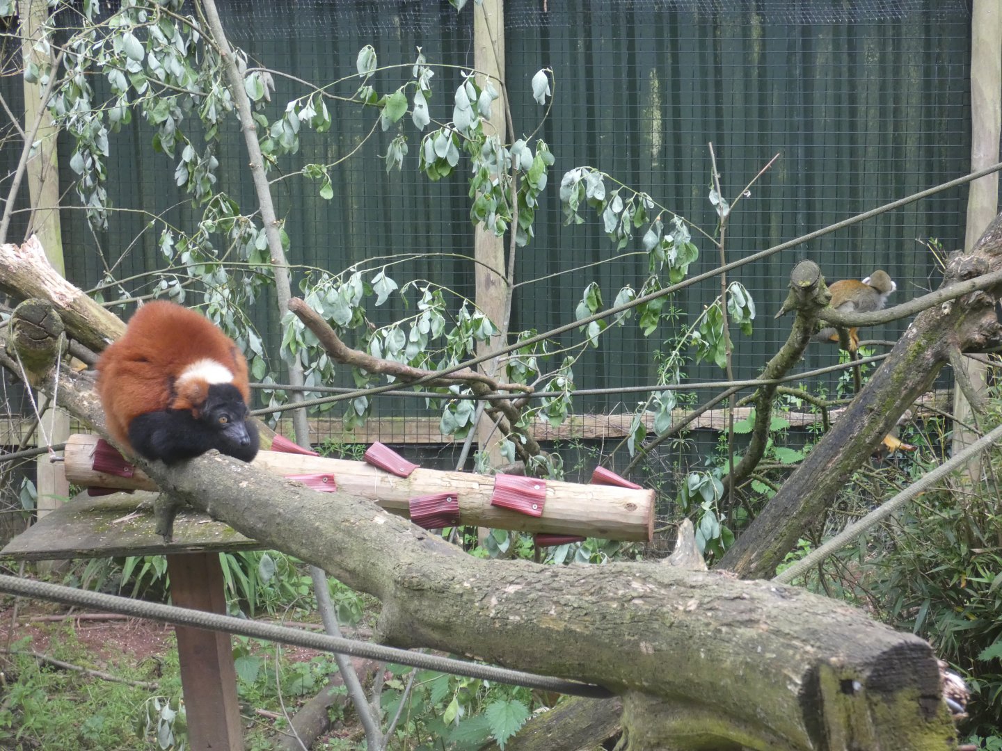 Red ruffed lemur and Squirrel monkey