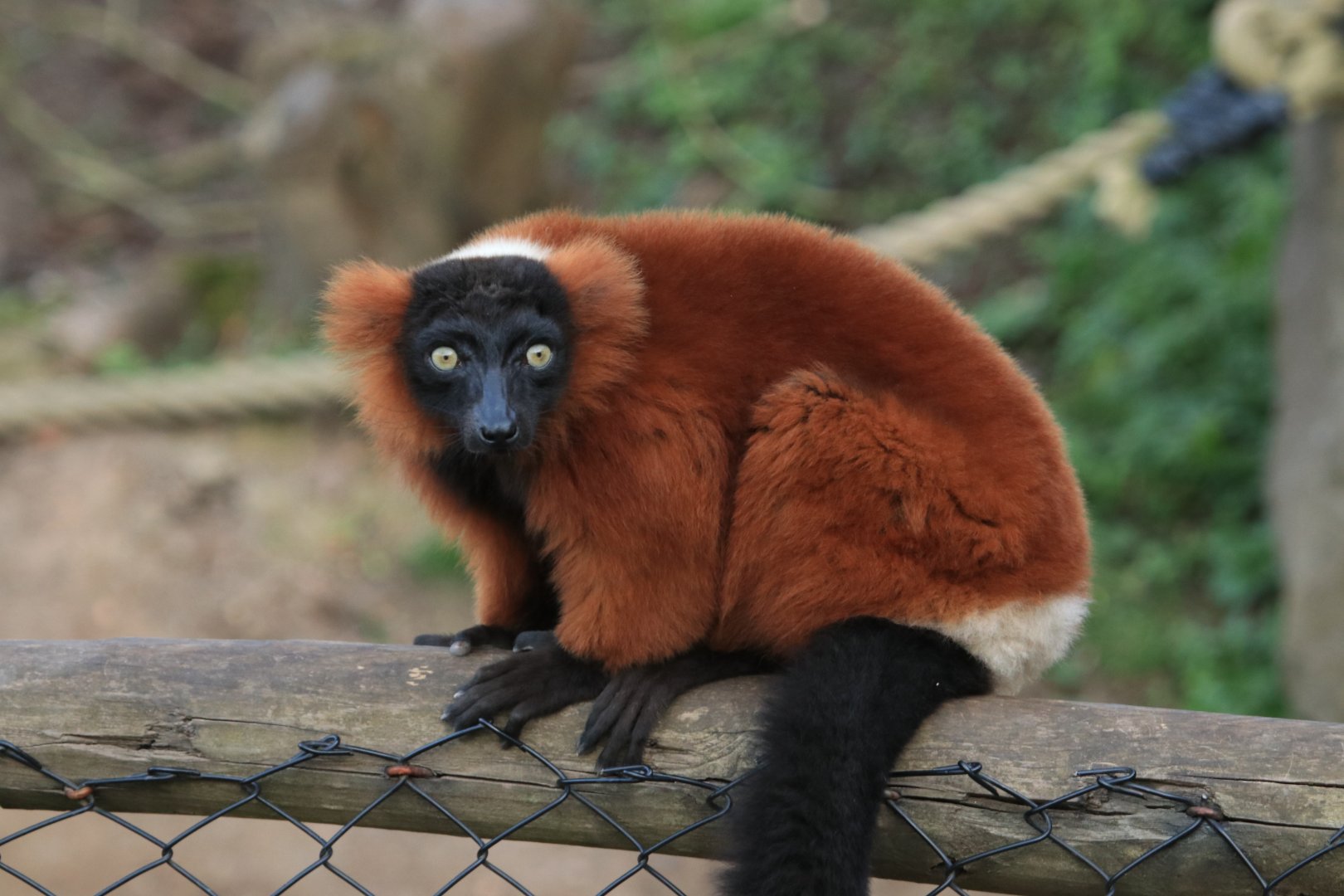 Red Ruffed Lemur (April 2019)