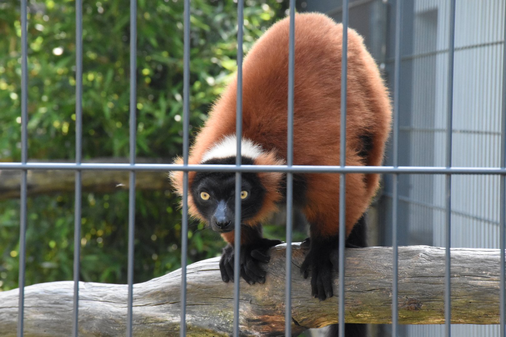 Red ruffed lemur - Artenschutzzentrum Grasleben