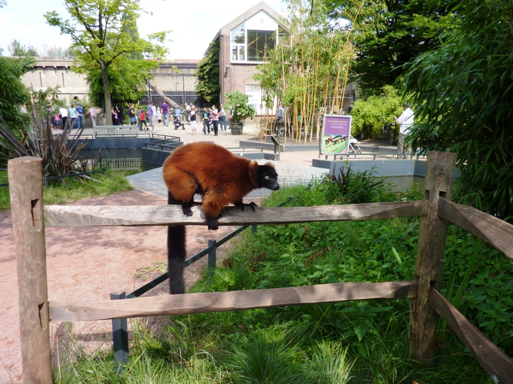 Red-ruffed lemur Artis August 2010