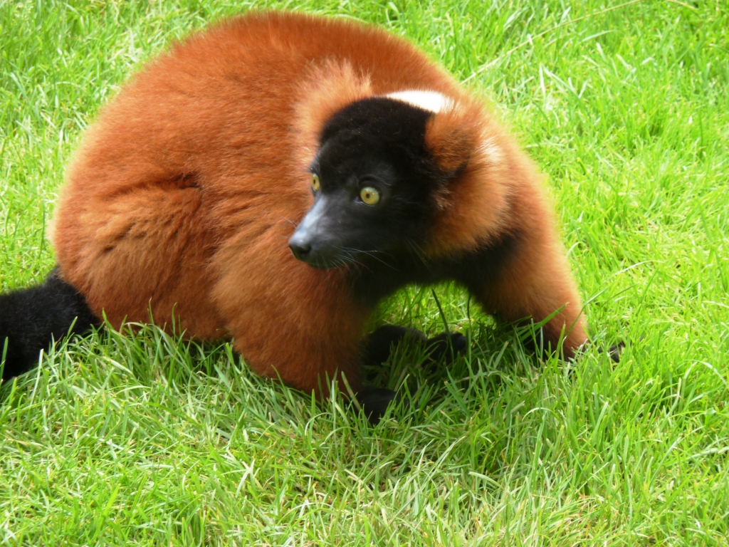 Red-ruffed lemur Artis August 2010