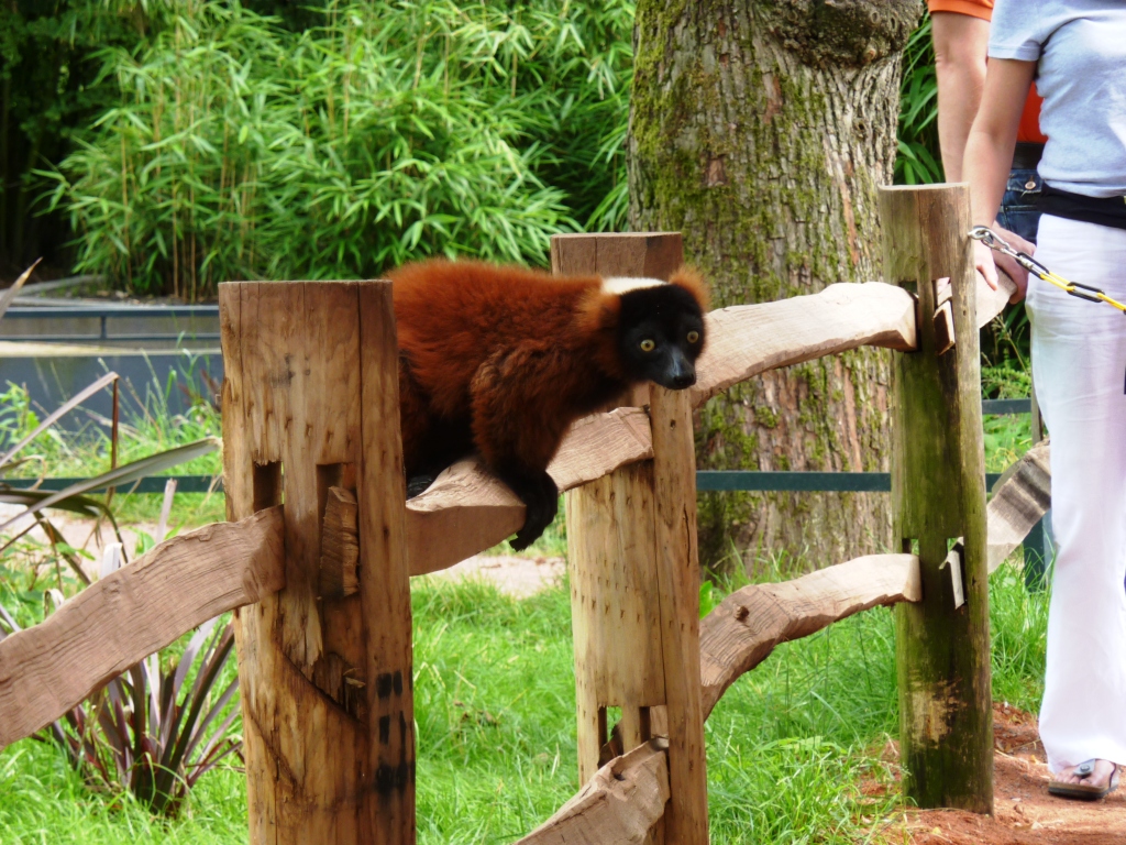 Red-ruffed lemur Artis August 2010