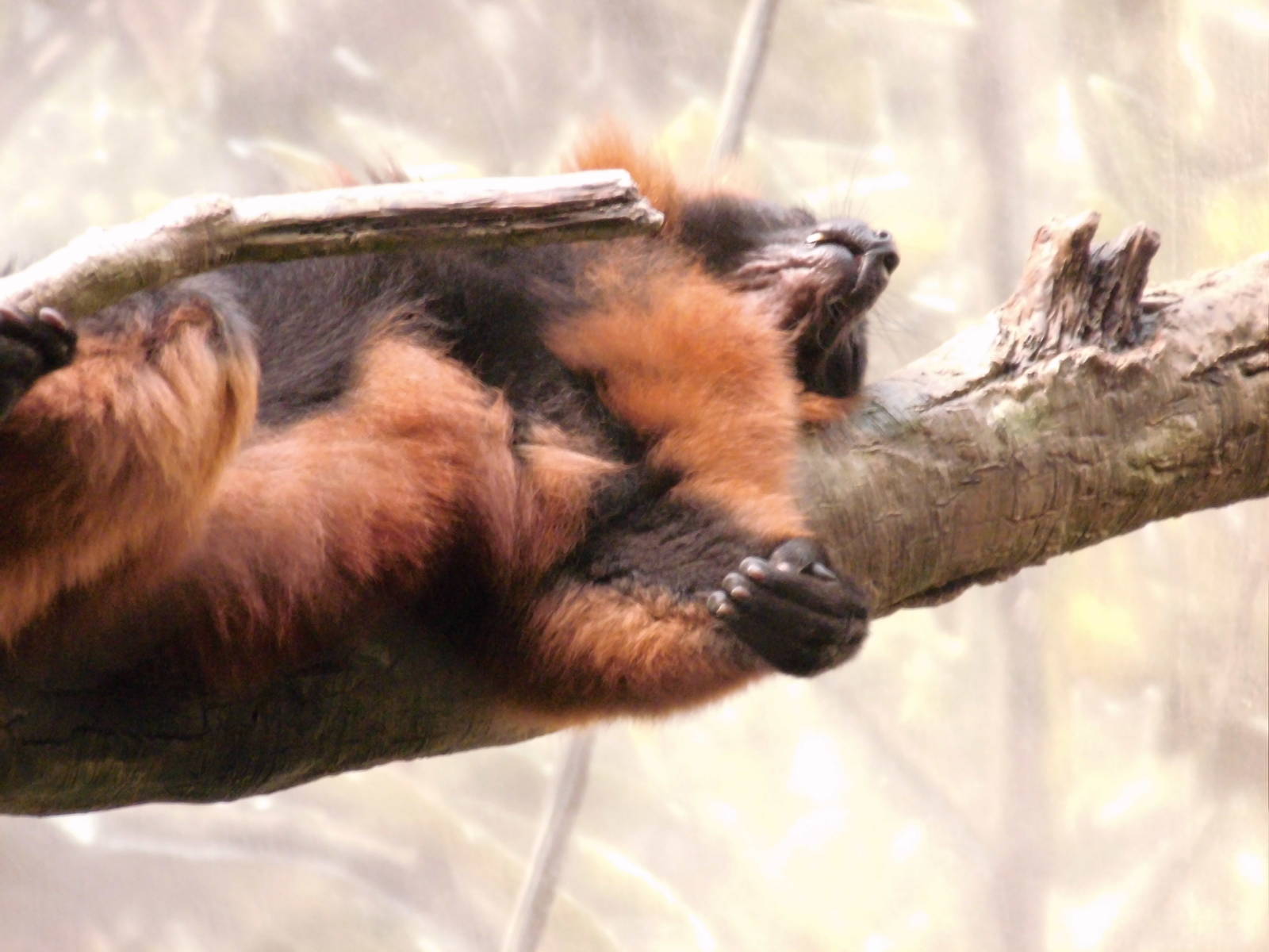 Red-ruffed lemur at Bronx zoo 2014-12-27