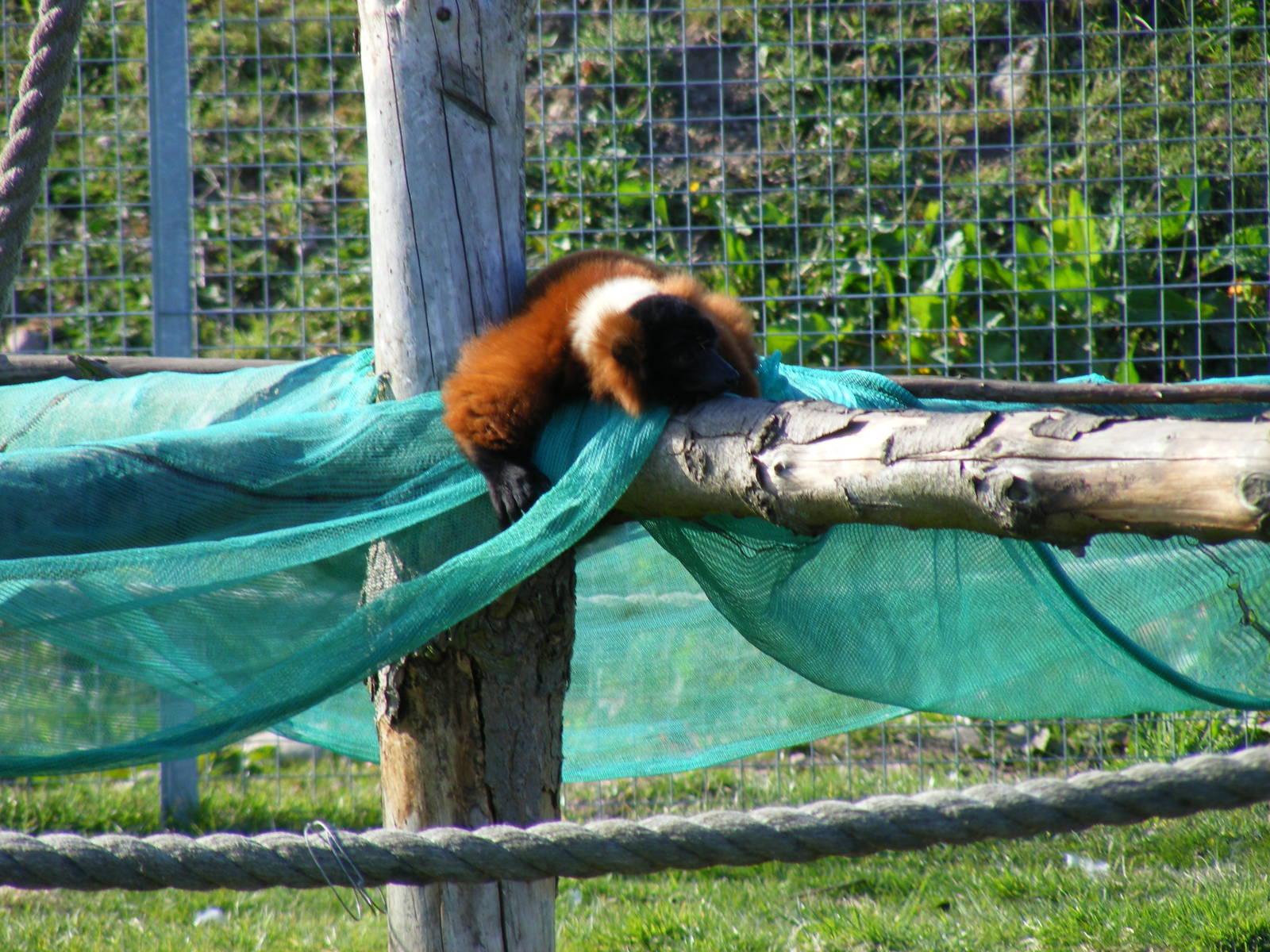 Red ruffed lemur at Fife Animal Park, 18 May 2010