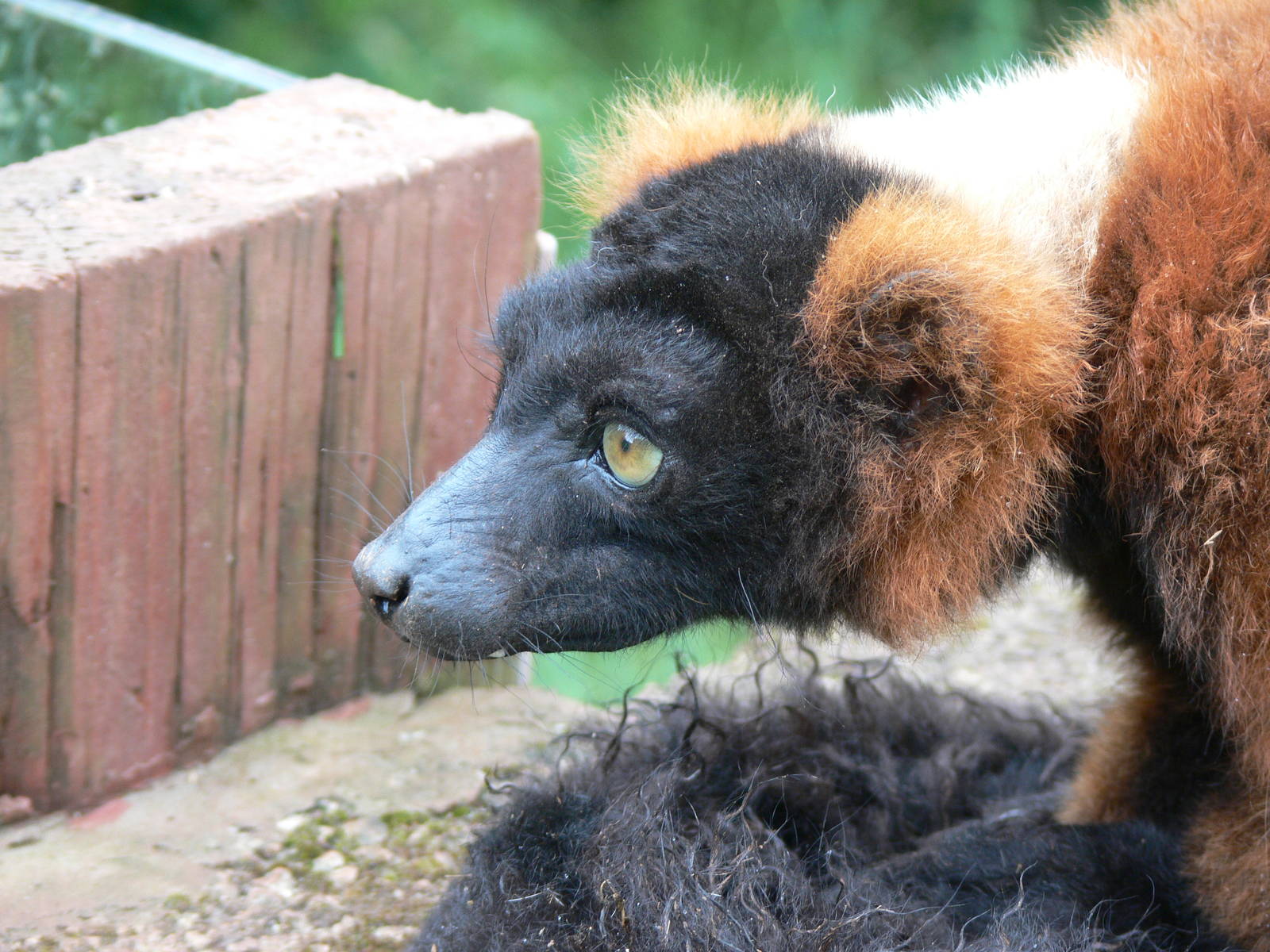 Red Ruffed Lemur at South Lakes, 04/07/14