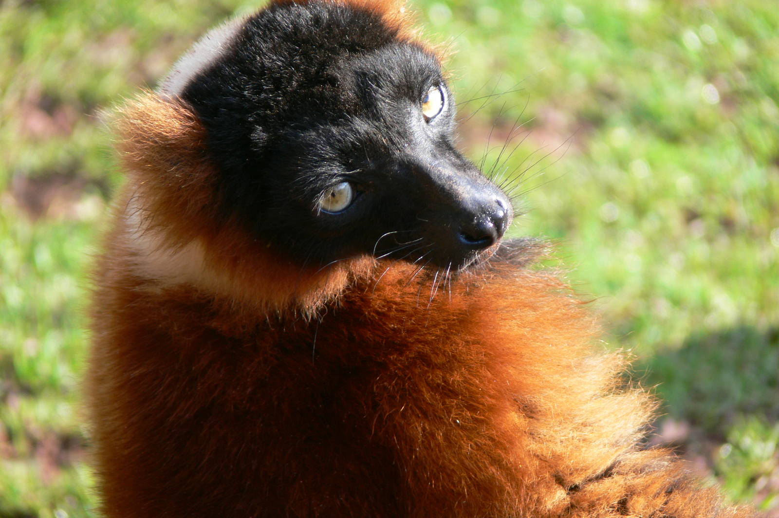 Red Ruffed Lemur at South Lakes, 11/10/14