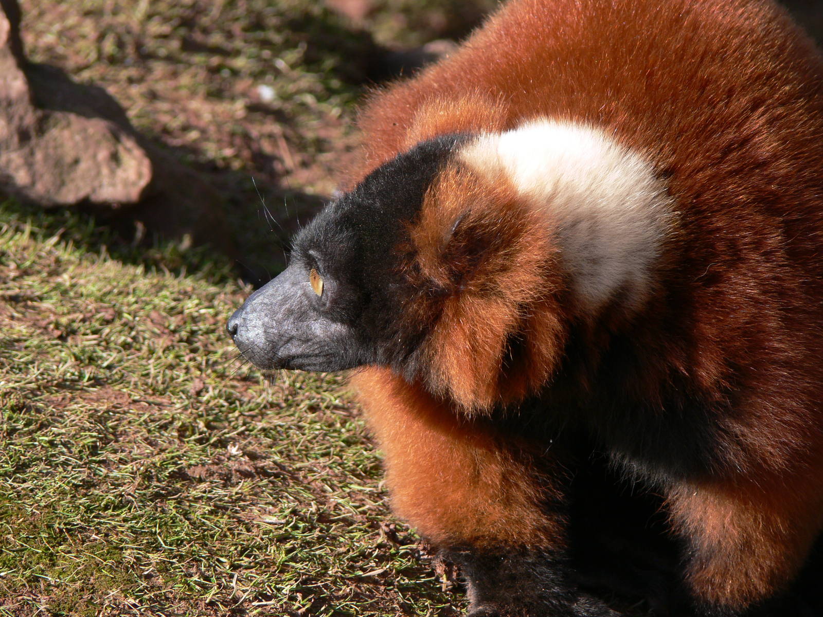 Red Ruffed Lemur at South Lakes, 16/02/14