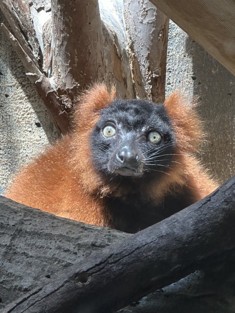 Red Ruffed Lemur at the Cleveland Metroparks Zoo.