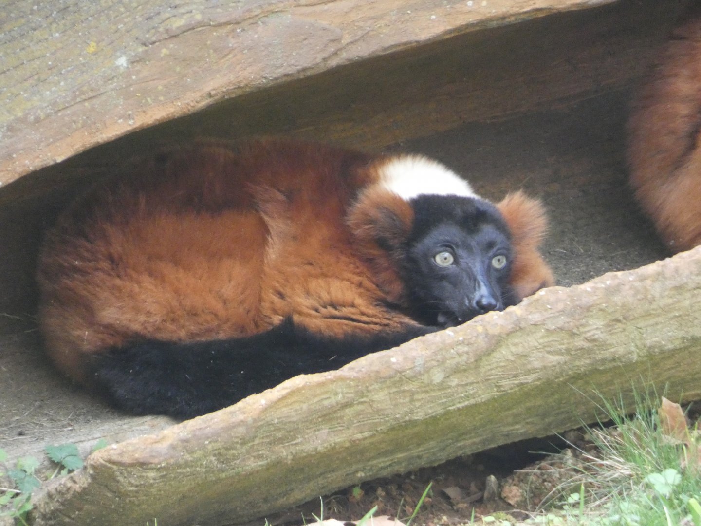 Red Ruffed Lemur at the North Carolina Zoo