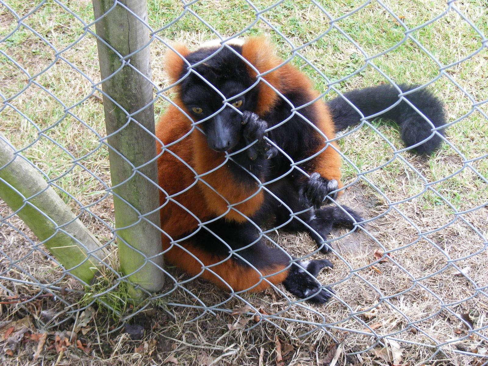 Red-ruffed lemur at Wingham Wildlife Park, 15 August 2010