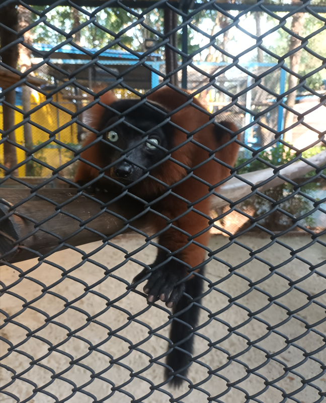 Red ruffed lemur at Zoo garden River8