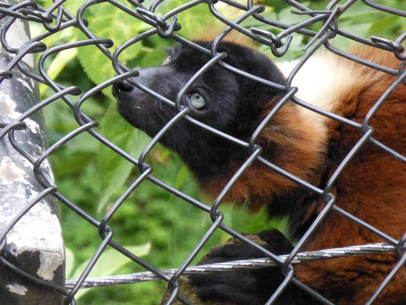 Red Ruffed Lemur August 2014
