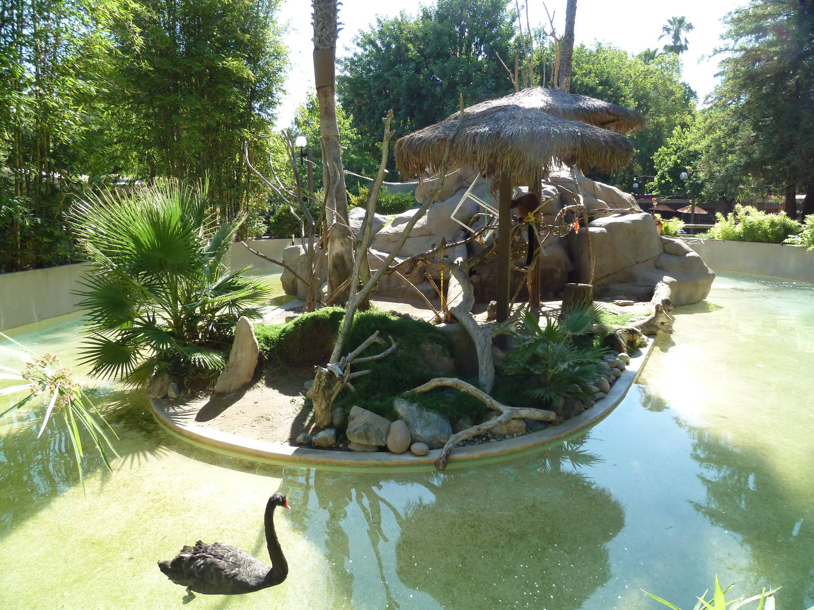 Red Ruffed Lemur/Black Swan Exhibit