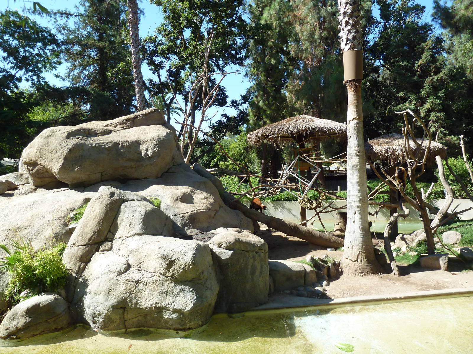 Red Ruffed Lemur/Black Swan Exhibit