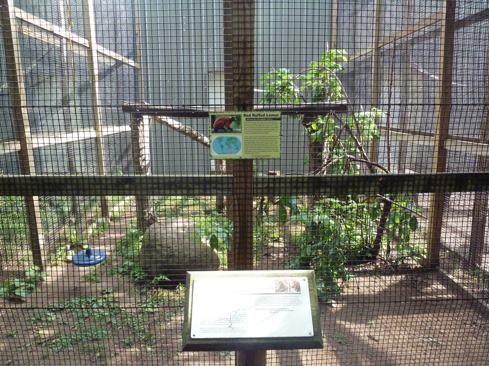 Red Ruffed Lemur/Brown Lemur Exhibit