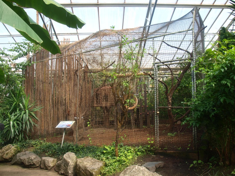 Red-ruffed lemur cage (April 19th, 2015)
