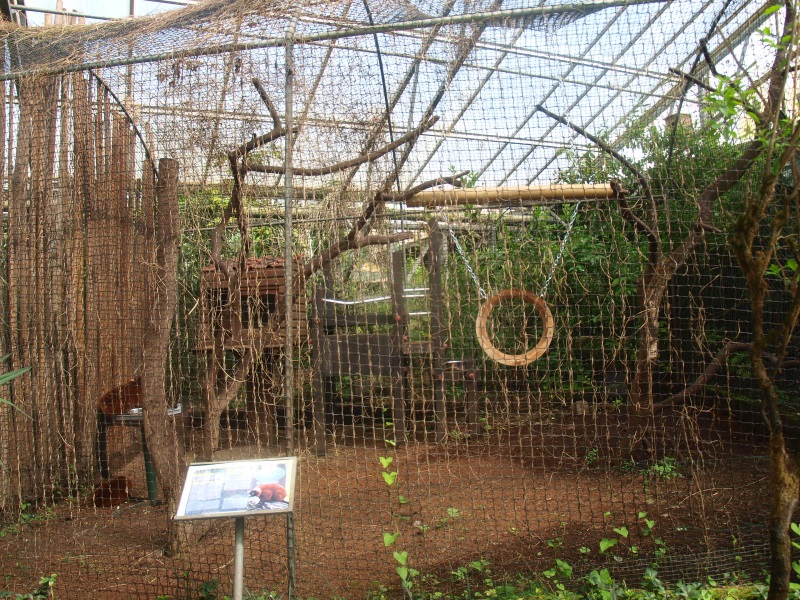Red-ruffed lemur cage (April 19th, 2015)