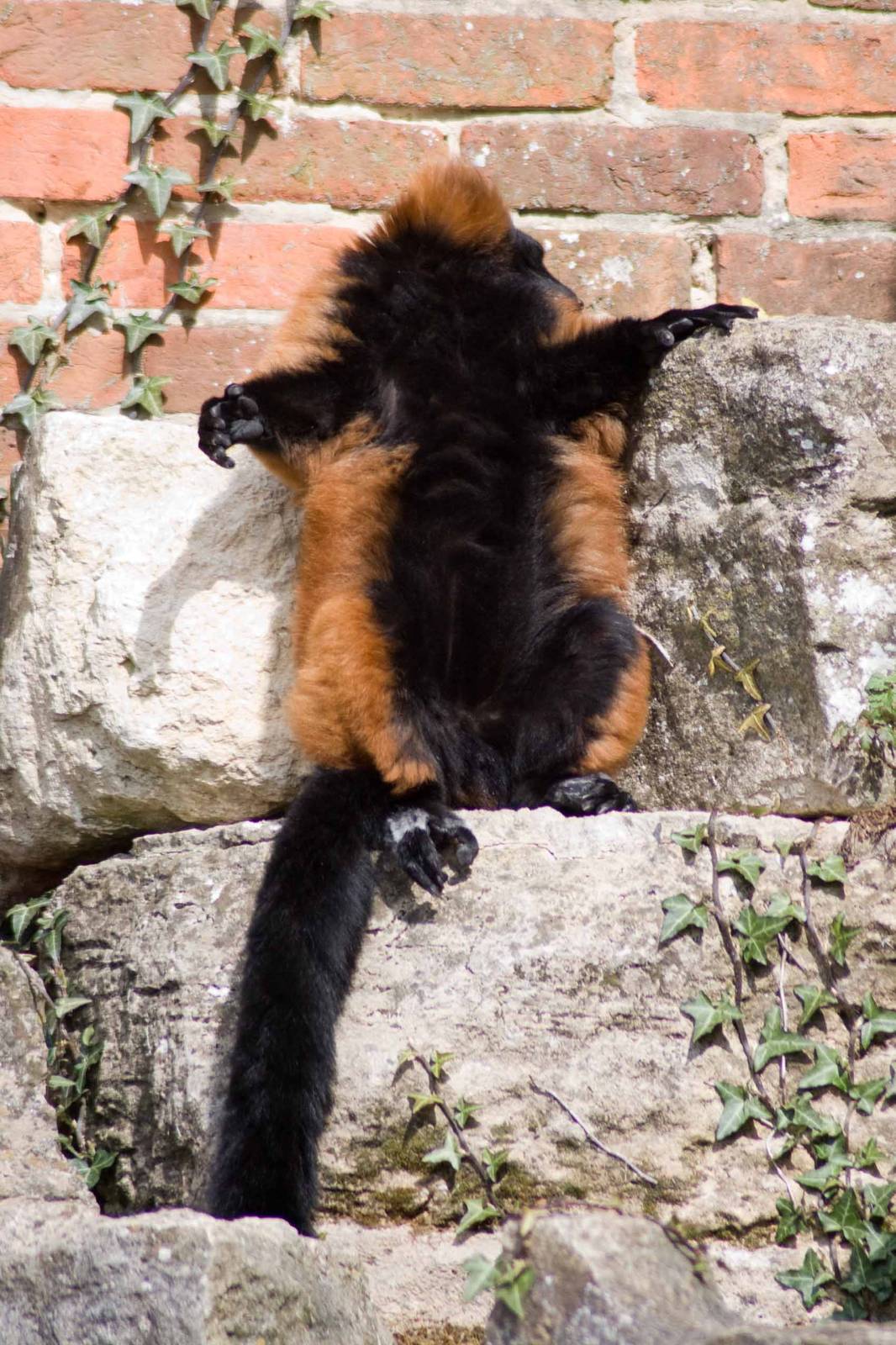 Red Ruffed Lemur chilling out