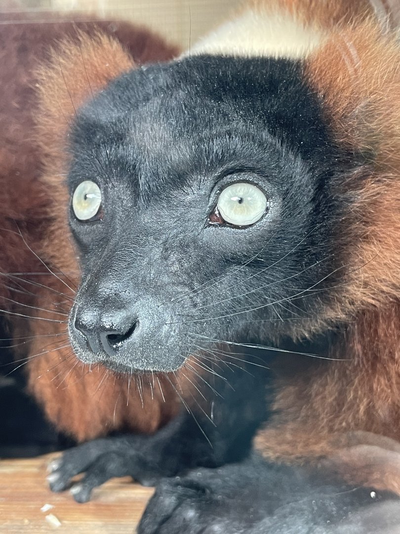 Red-Ruffed Lemur Close-up