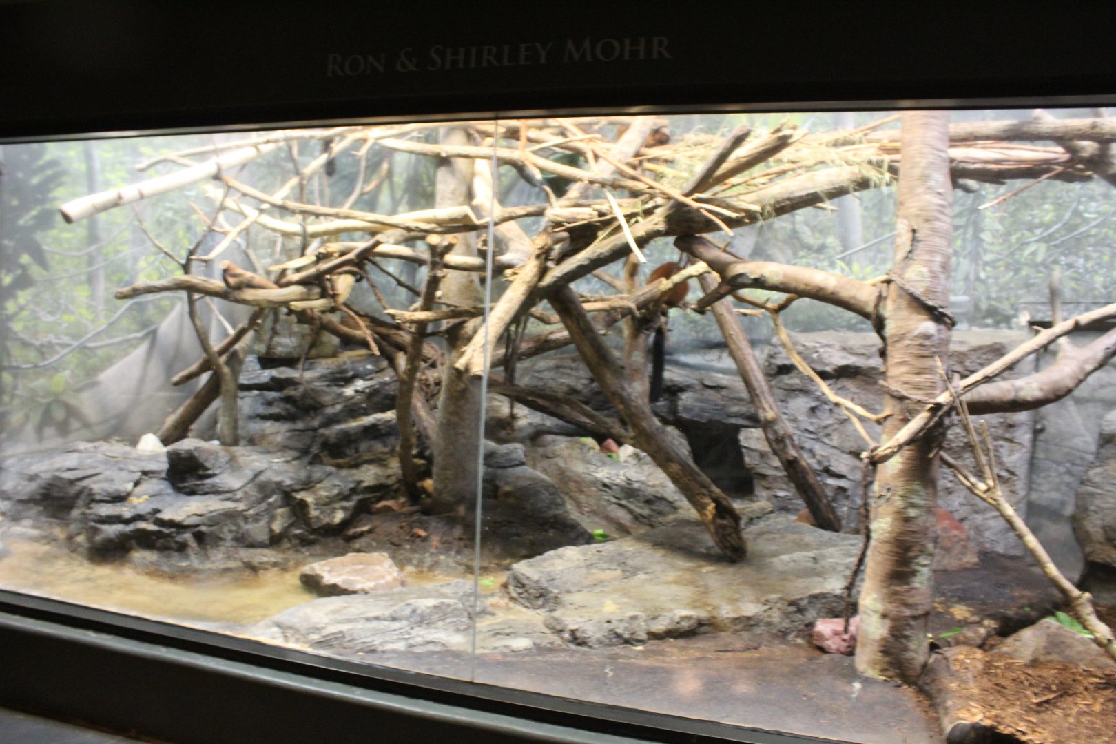 Red Ruffed Lemur, Common Brown Lemur Exhibit - Exhibition Madagascar