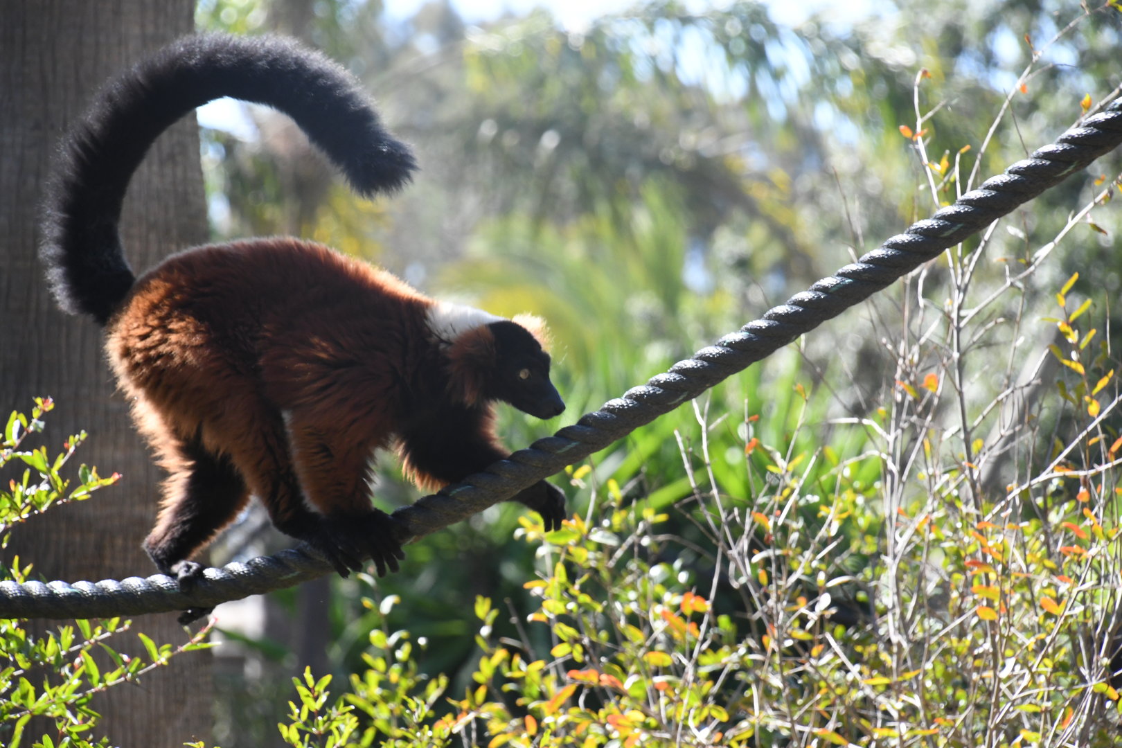 Red Ruffed Lemur (companion to 1.0 Red-faced Black Spider Monkey)