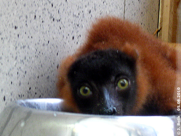 Red Ruffed Lemur cub at Zoo Vienna