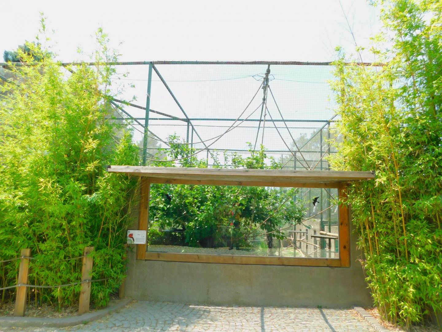 Red ruffed lemur display