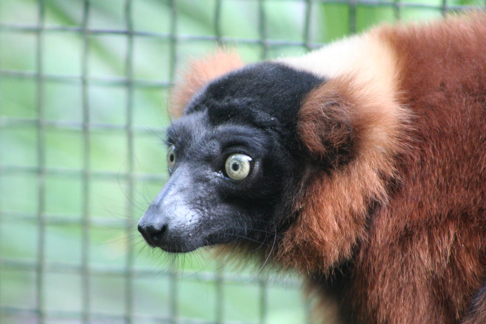 Red Ruffed Lemur @ Dudley; 19.09.2015
