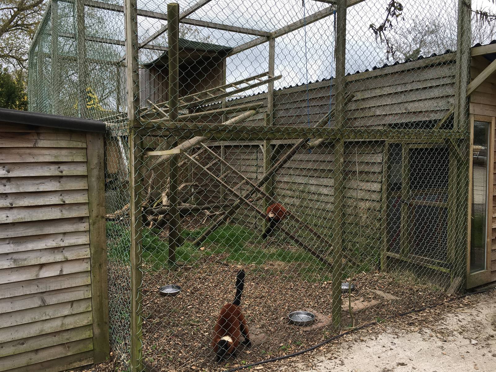 Red-ruffed Lemur enclosure 010516