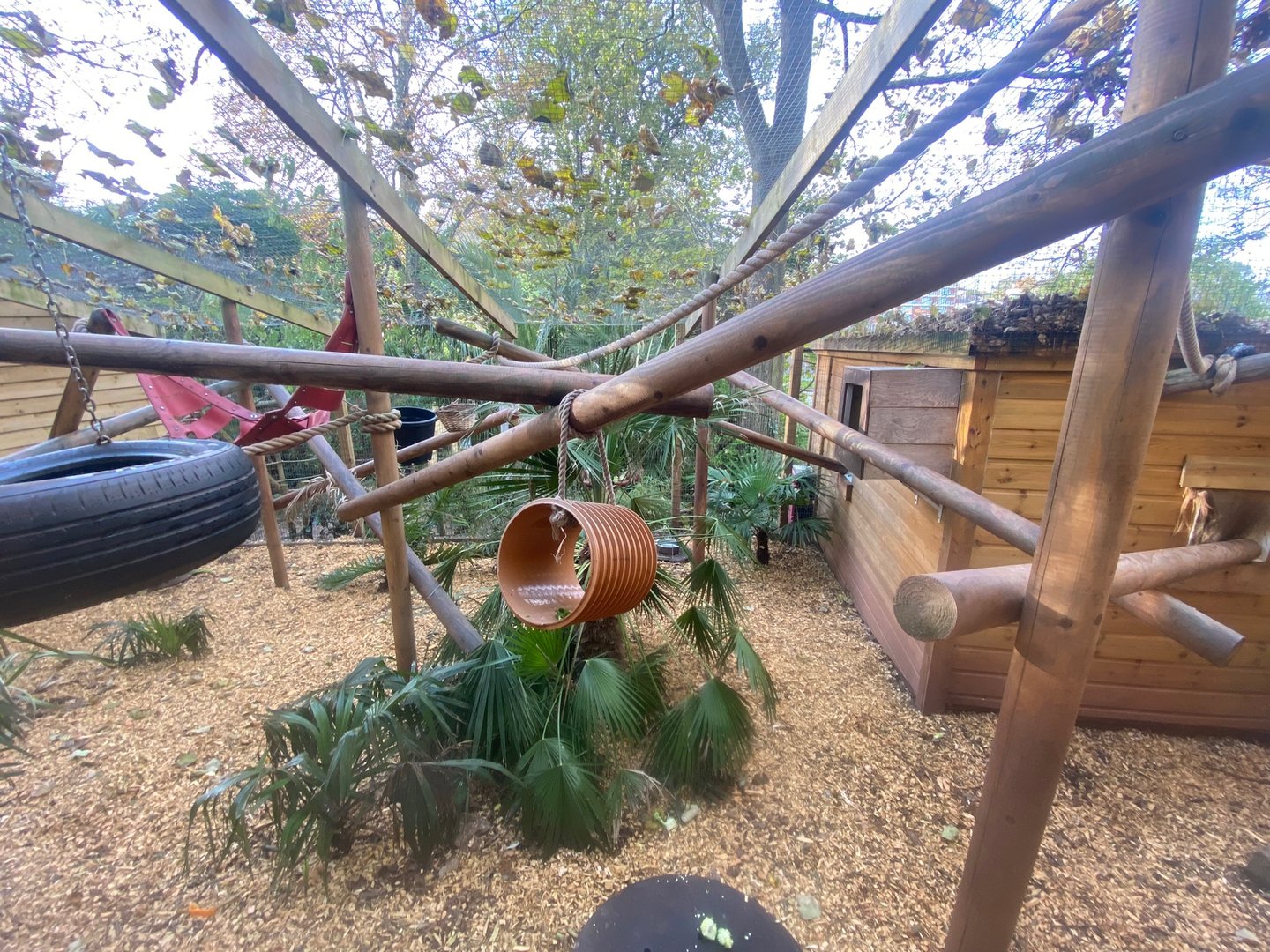 Red ruffed lemur enclosure 111222