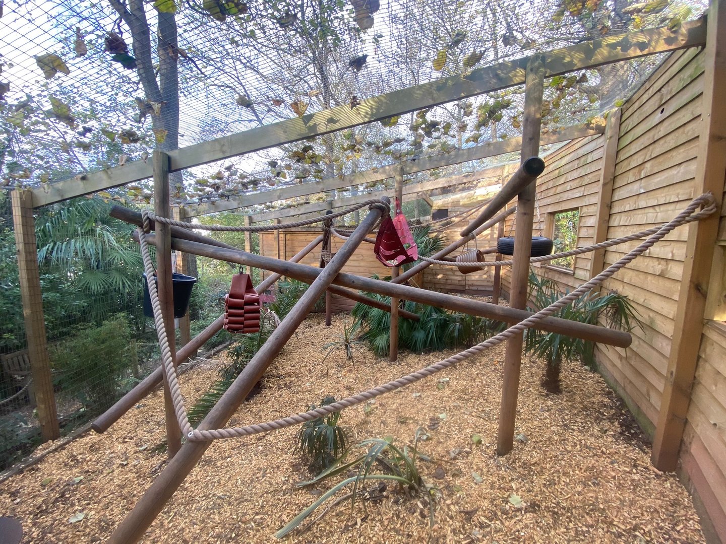 Red ruffed lemur enclosure 111222