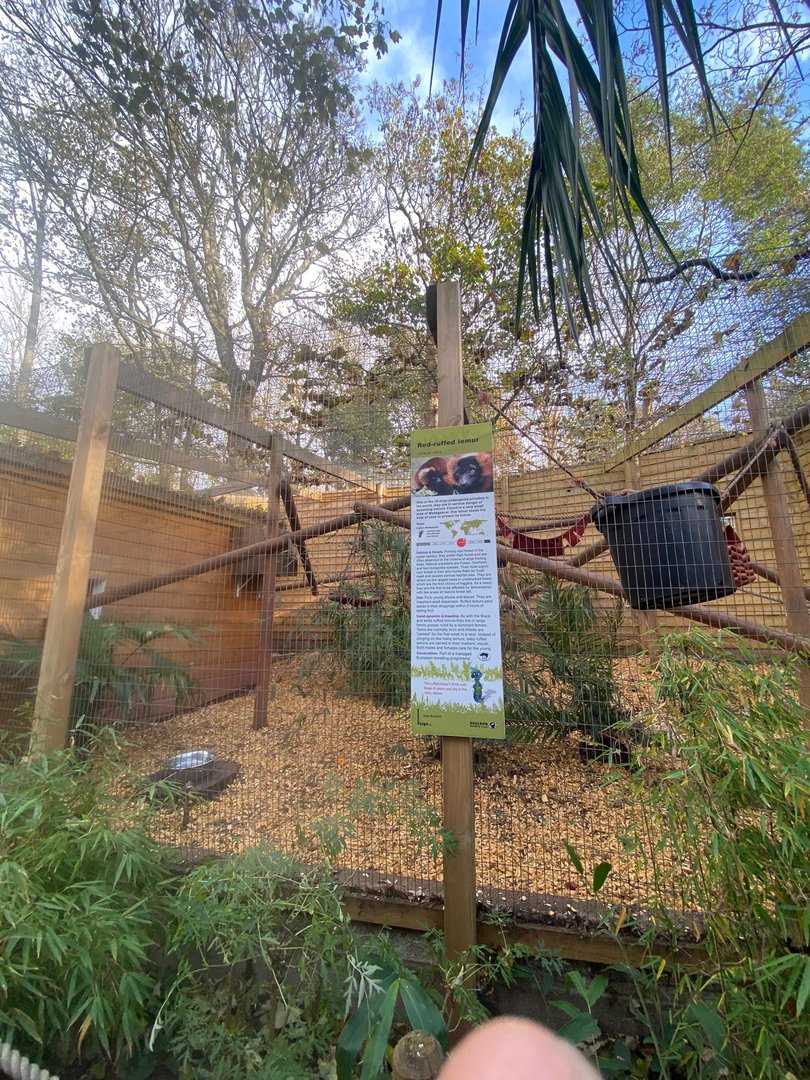 Red ruffed lemur enclosure 111222