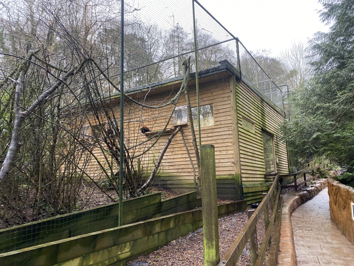 Red ruffed lemur enclosure 170224