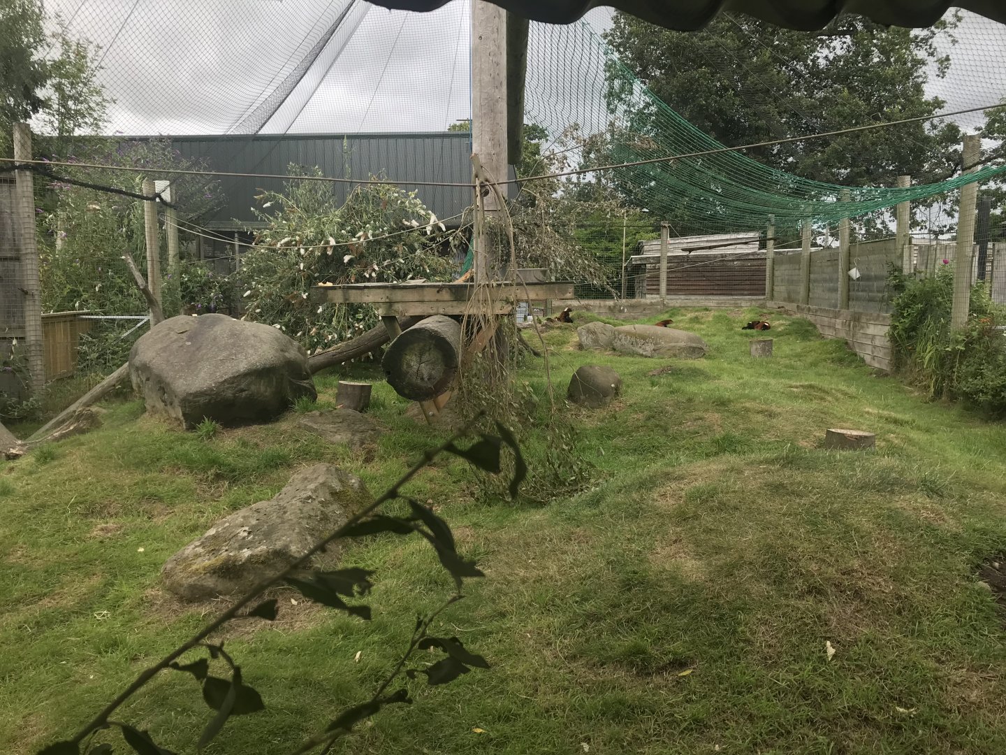 Red ruffed lemur enclosure (2)