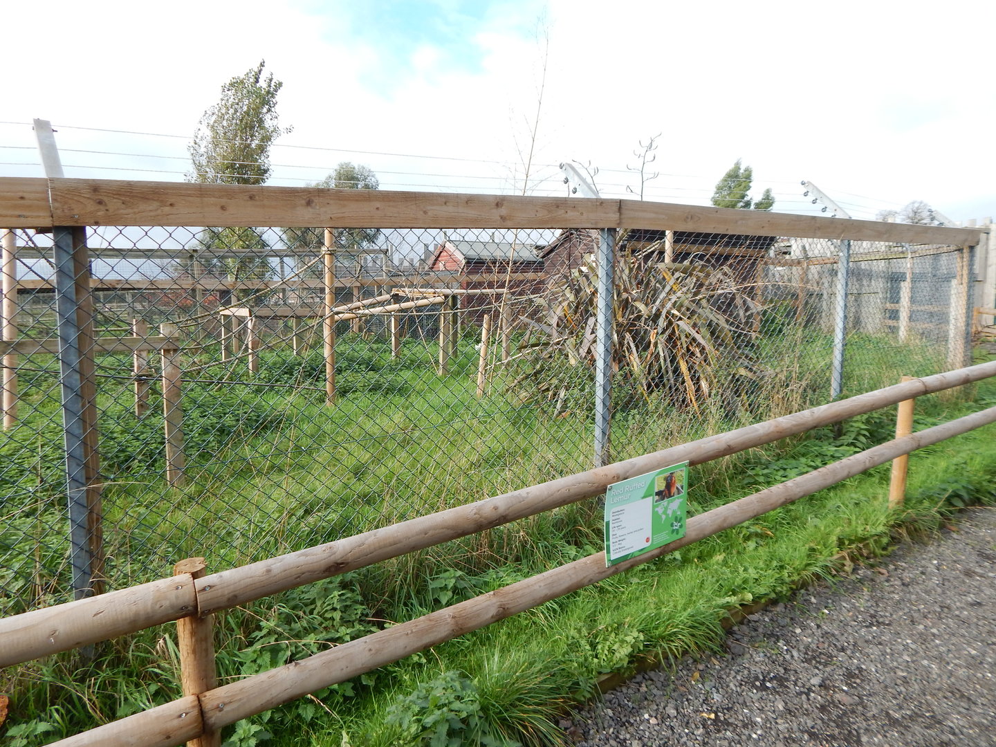 Red ruffed lemur enclosure 231022